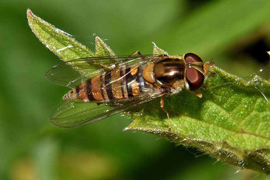 Syrphidae:  Episyrphus balteatus, femmina