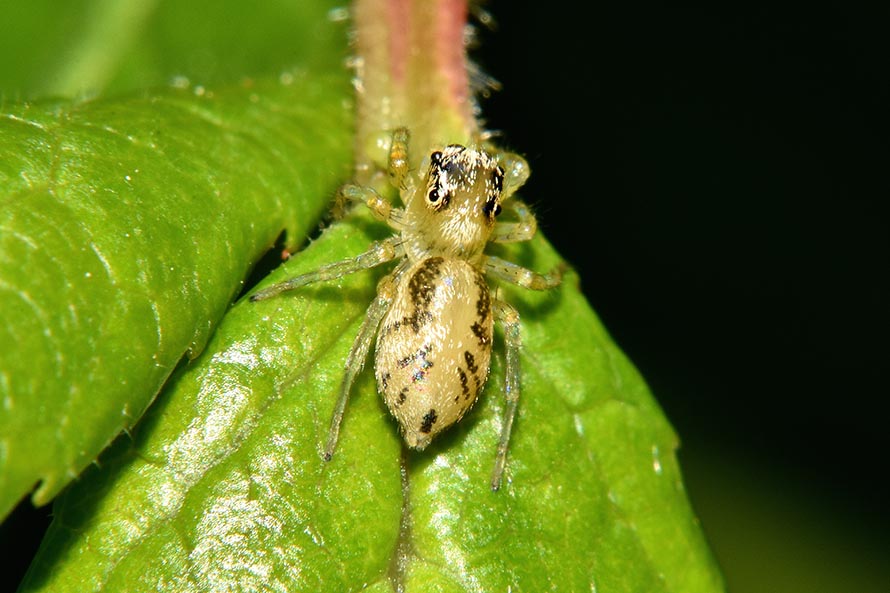 Phintella castriesiana, femmina - Cascina (PI)