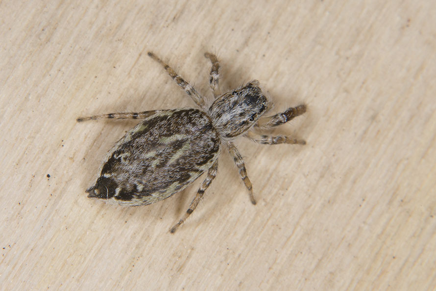 Pseudicius cfr. encarpatus - Cascina (PI)