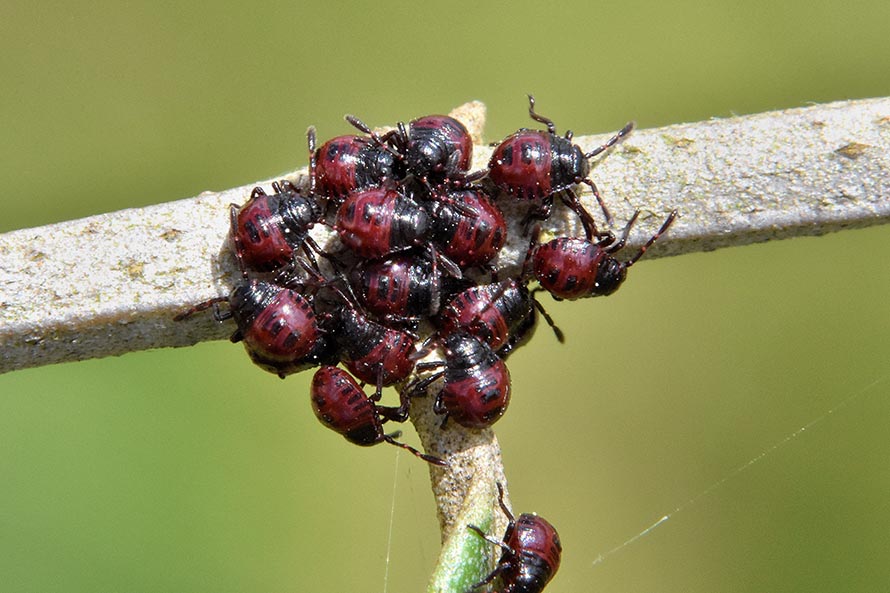Id neanidi pentatomidae