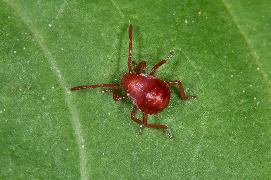 Id neanidi pentatomidae
