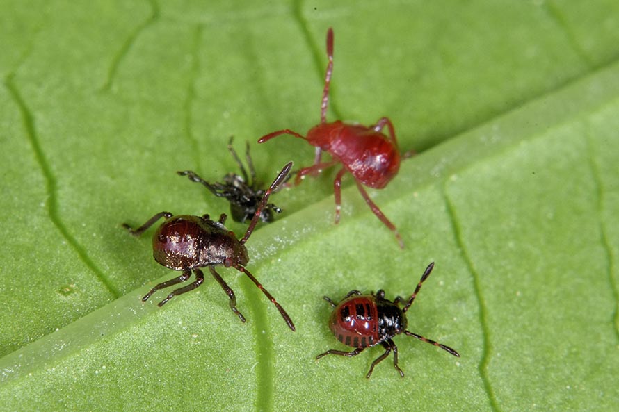 Id neanidi pentatomidae
