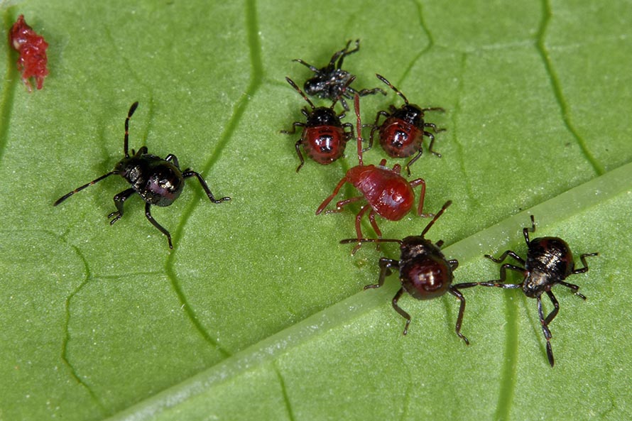 Id neanidi pentatomidae