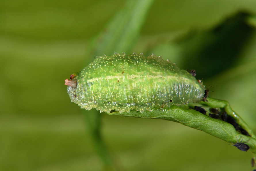 Larva di Syrphidae Syrphinae: Epistrophe eligans