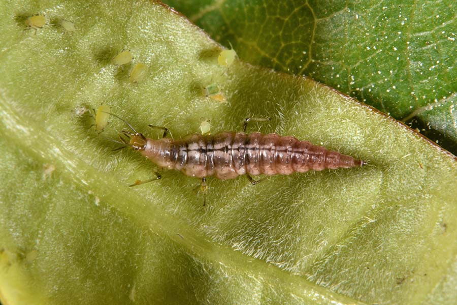 Larva pupa e adulto di Micromus angulatus