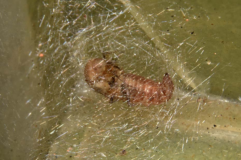 Larva pupa e adulto di Micromus angulatus