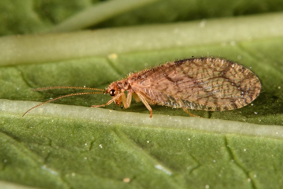Larva pupa e adulto di Micromus angulatus