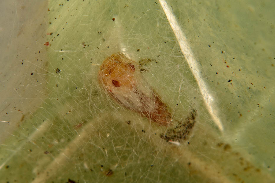 Larva pupa e adulto di Micromus angulatus