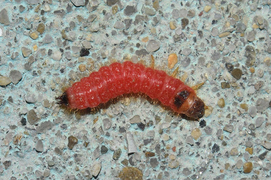 Larva di Trichodes immortale