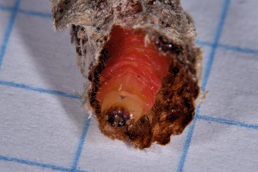 Larva di Trichodes immortale