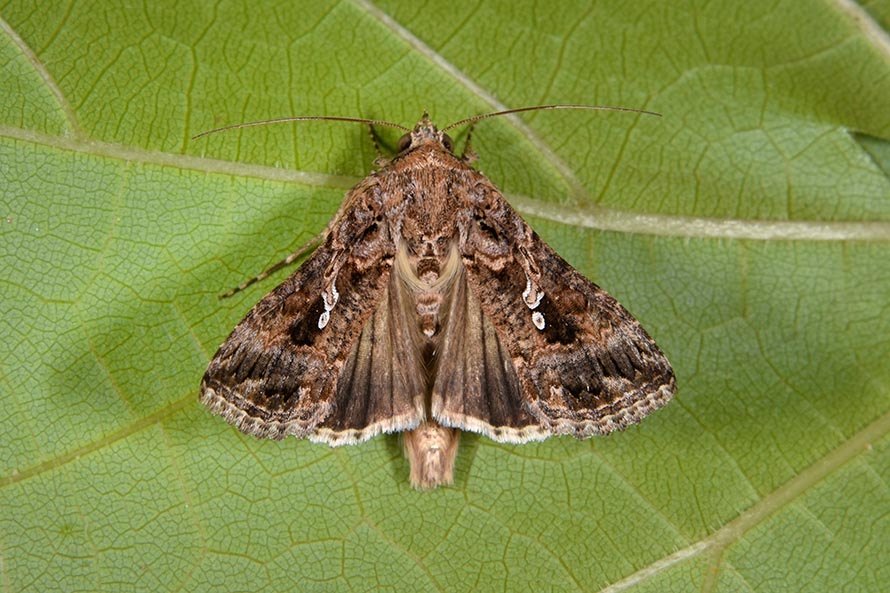 Identificazione nottuide - Trichoplusia ni