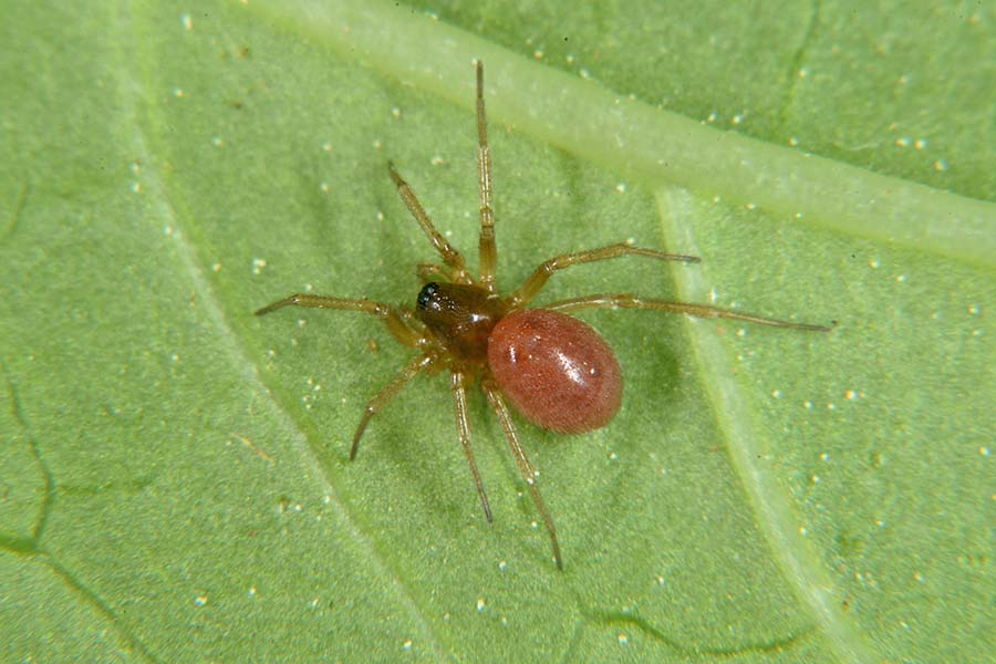 Linyphiidae: cfr. Ostearius melanopygius- Cascina (PI)