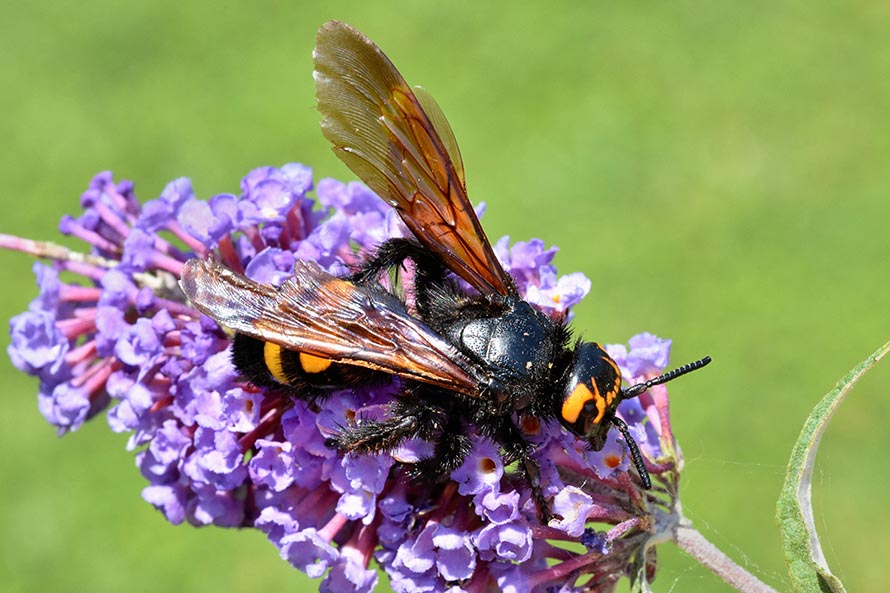 Scolia maculata flavifrons maschio? No, femmina.