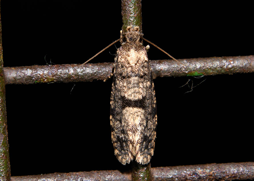 Identificazione falena - Morophaga morella, Tineidae