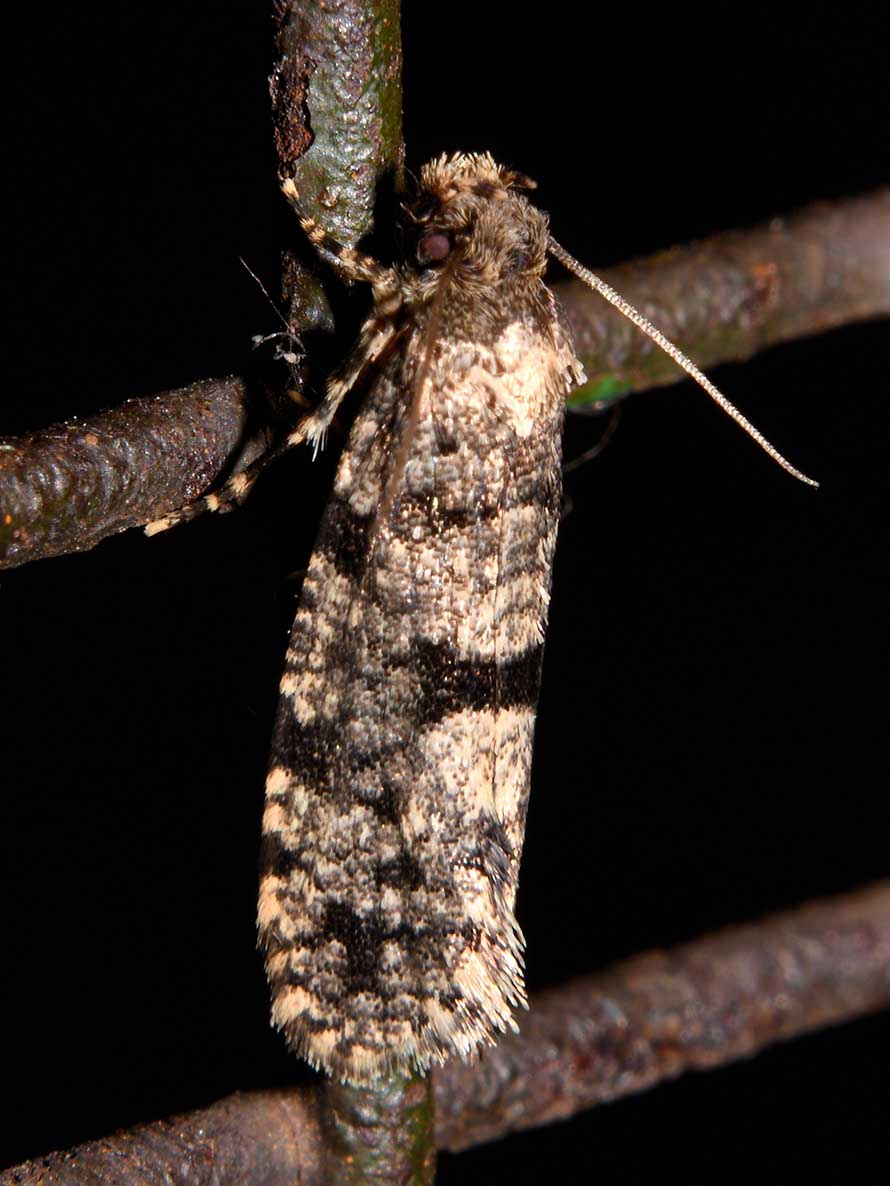 Identificazione falena - Morophaga morella, Tineidae