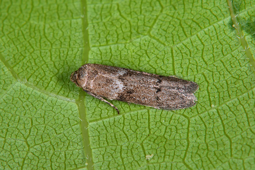 Identificazione falena