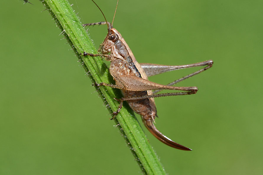 Yersinella raymondii, femmina (Tettigoniidae)