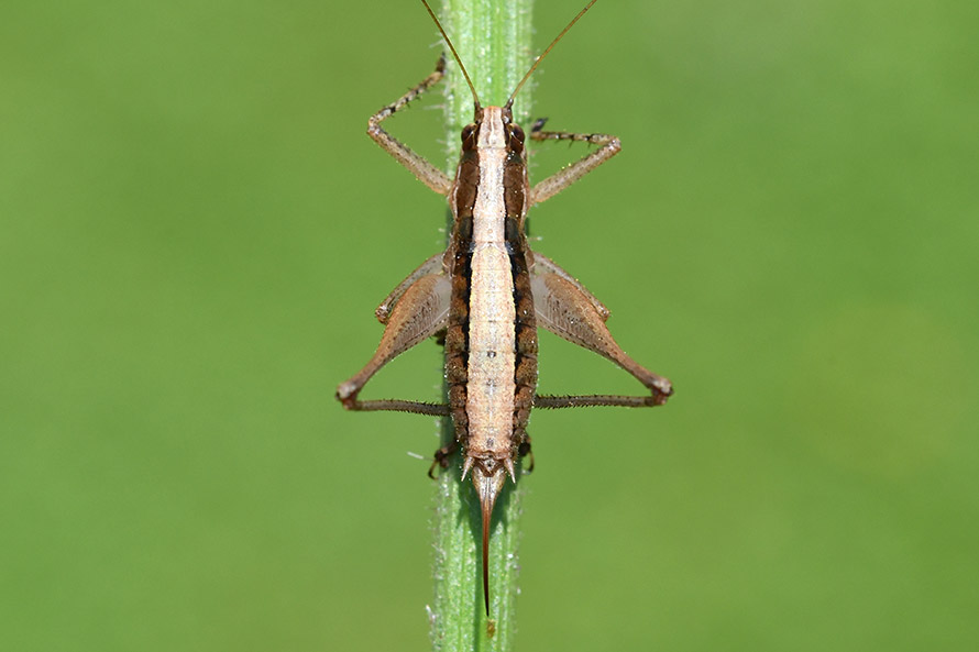 Yersinella raymondii, femmina (Tettigoniidae)