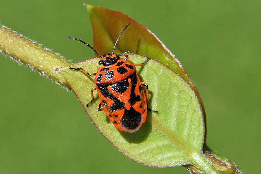 Pentatomidae: Eurydema ornata?  S !
