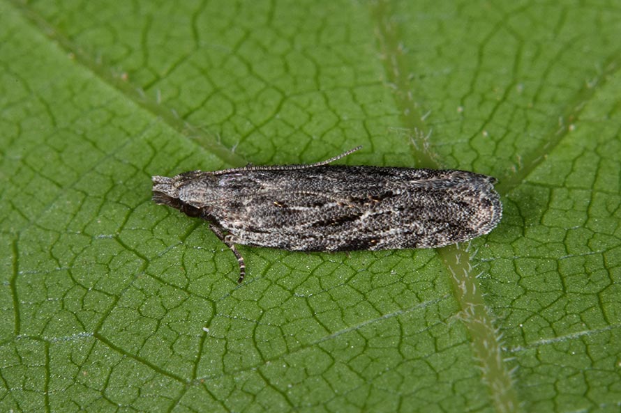 Anarsia lineatella?