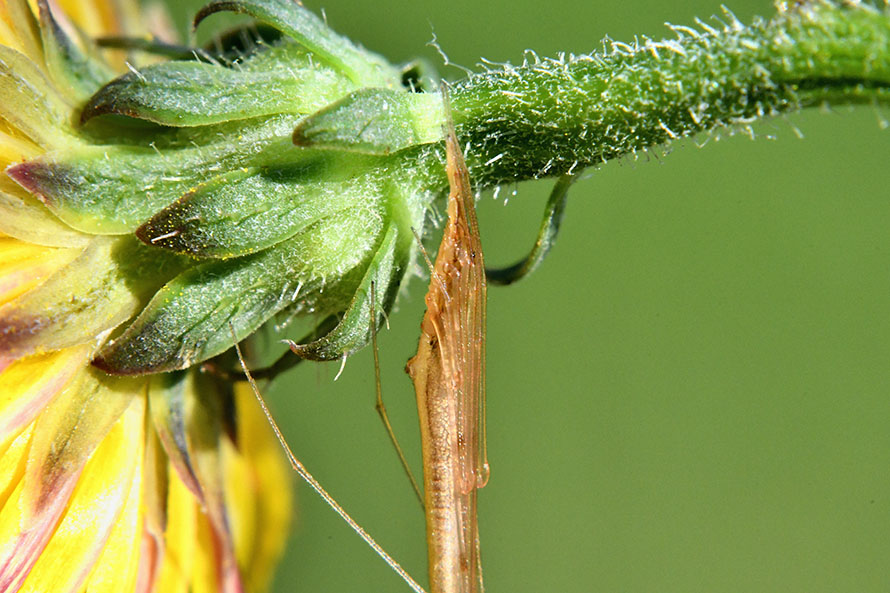 Rhomphaea nasica, maschio - Cascina (PI)