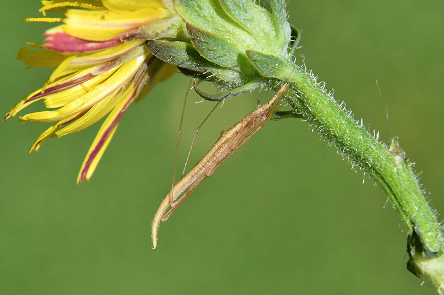 Rhomphaea nasica, maschio - Cascina (PI)