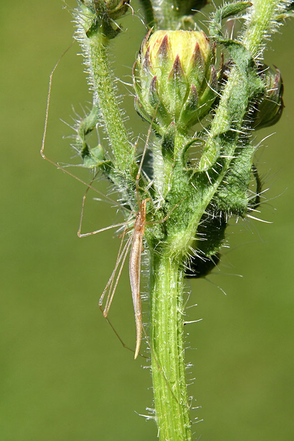 Rhomphaea nasica, maschio - Cascina (PI)