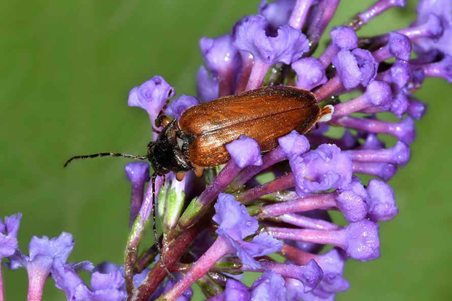 Anastrangalia sanguinolenta?