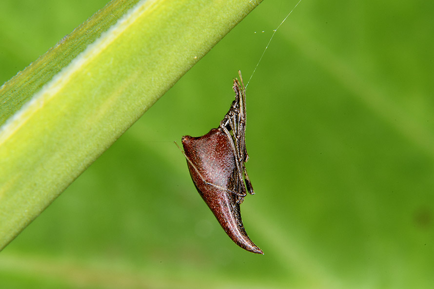 Theridiidae:  Rhomphaea cfr. nasica - Pisa