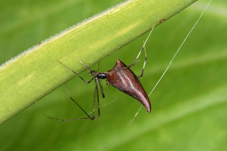 Theridiidae:  Rhomphaea cfr. nasica - Pisa