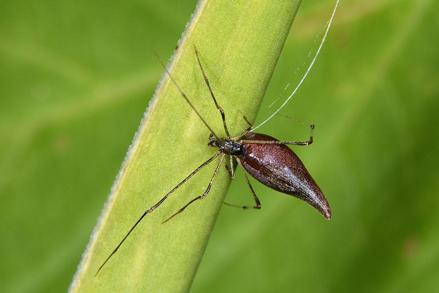 Theridiidae:  Rhomphaea cfr. nasica - Pisa