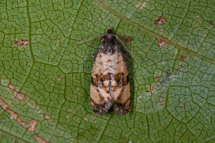 Identificazione Tortricidae - Cochylis cfr. atricapitana