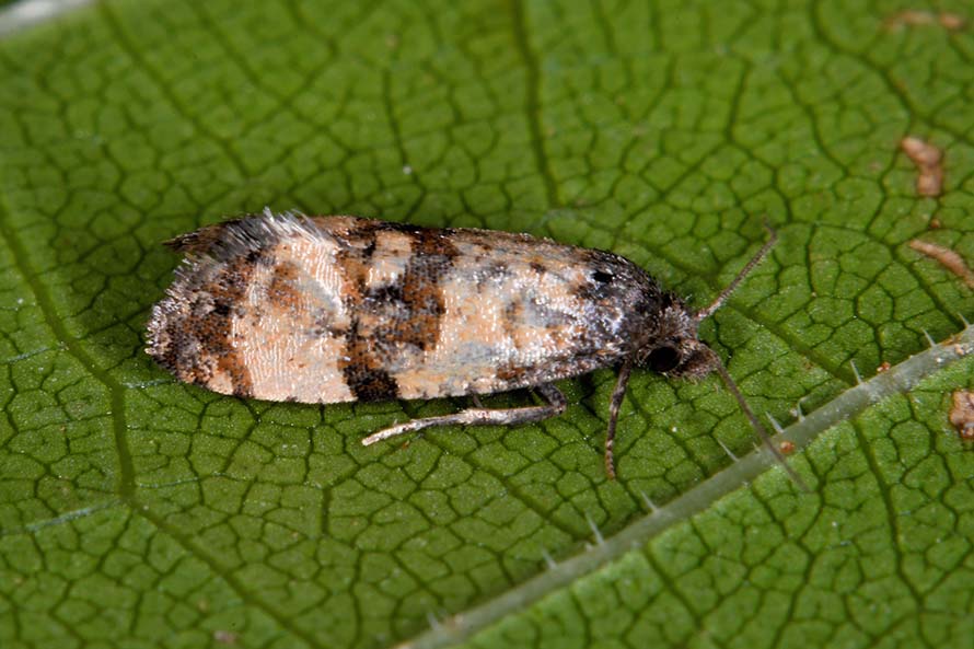 Identificazione Tortricidae - Cochylis cfr. atricapitana