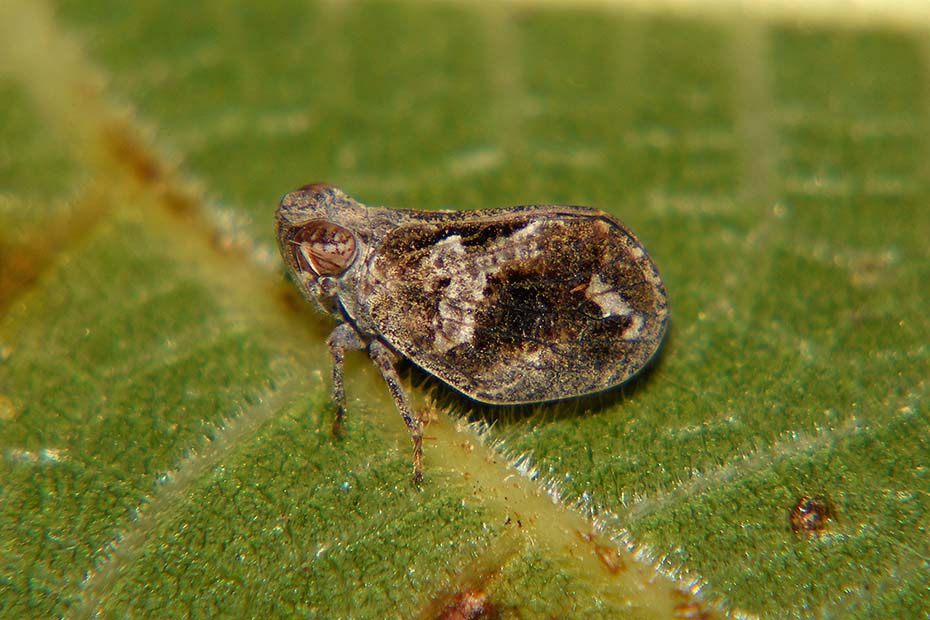 Fulgoromorpha Issidae: Agalmatium sp.?  No, Latilica sp.