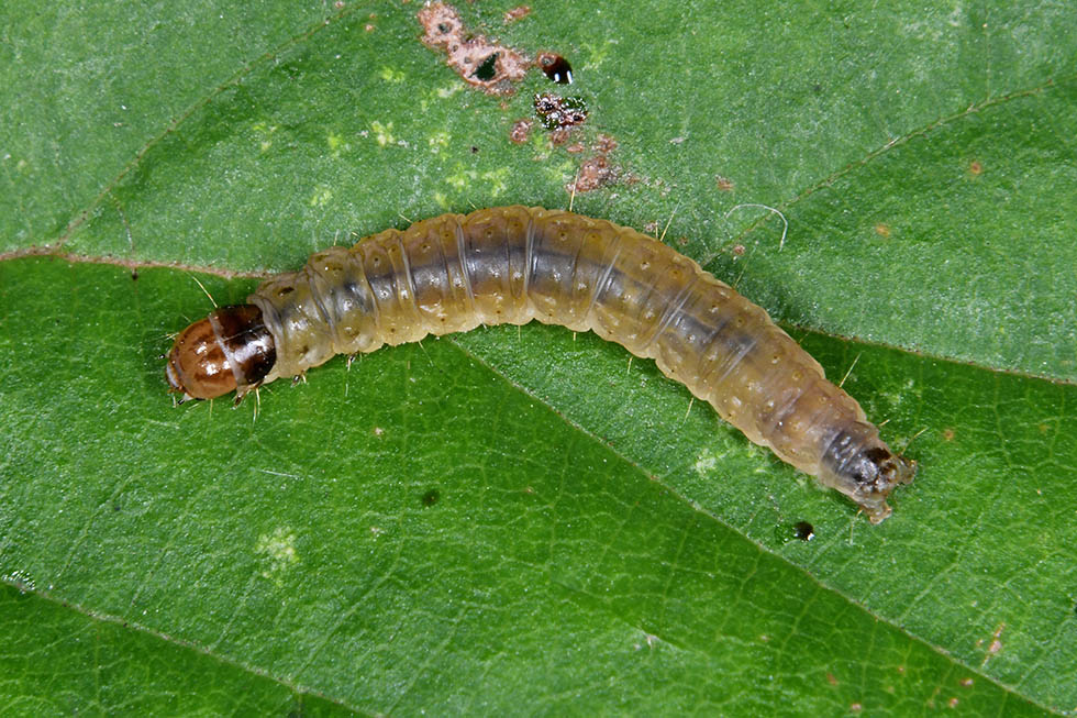 Identificazione bruco - Tortricidae - Ditula angustiorana