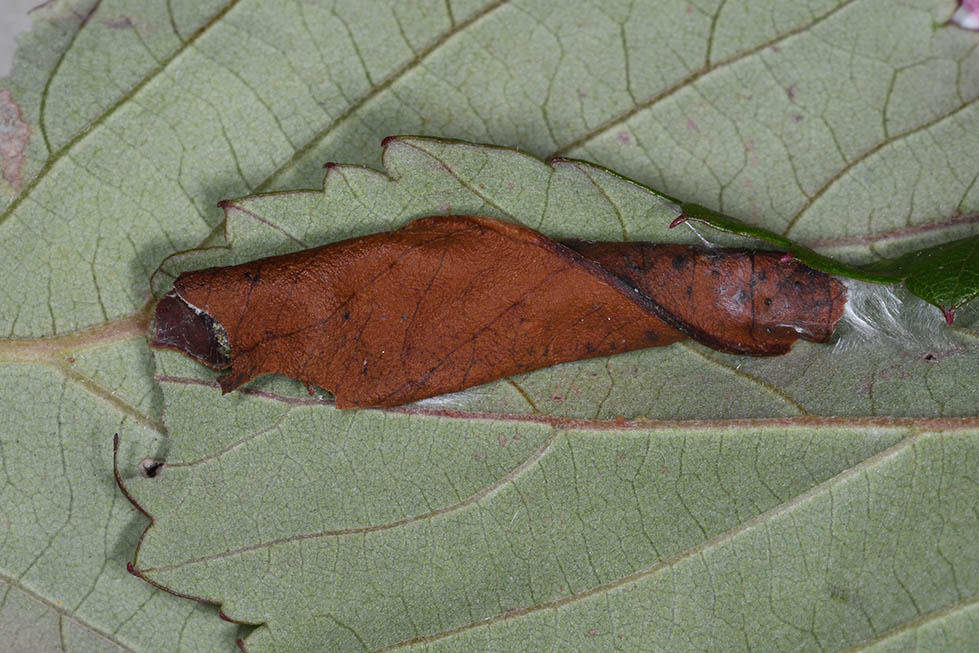 Identificazione bruco - Tortricidae - Ditula angustiorana