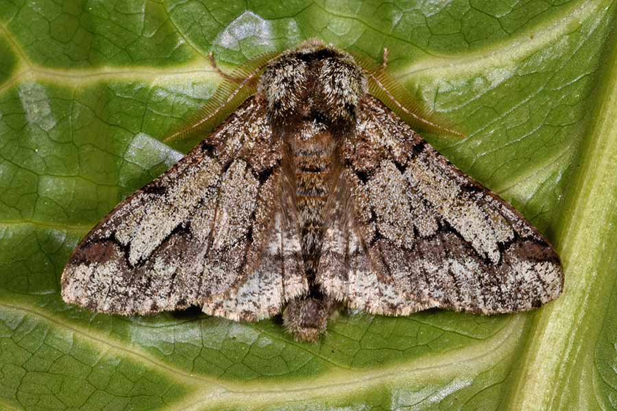 Identificazione falena - Biston strataria