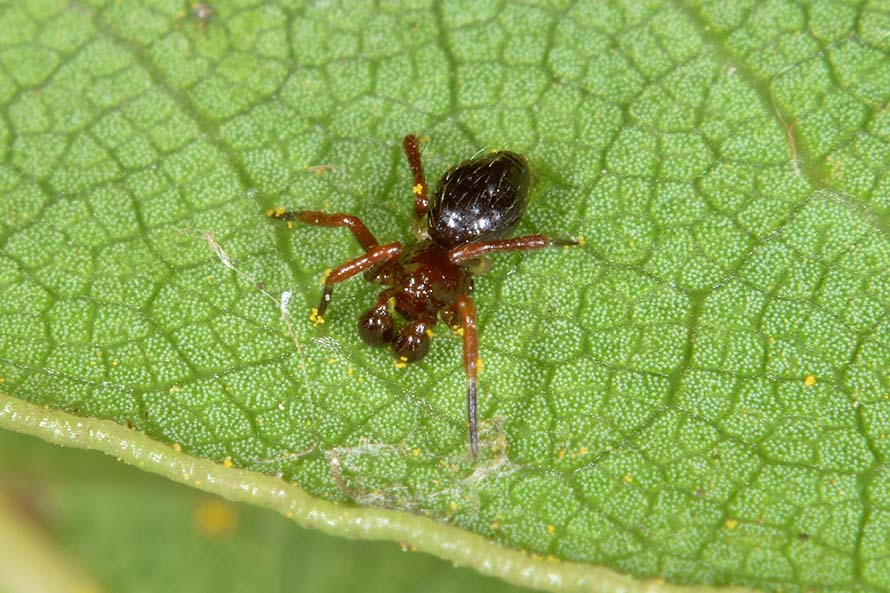 Euryopis episinoides, maschio   - Cascina (PI)