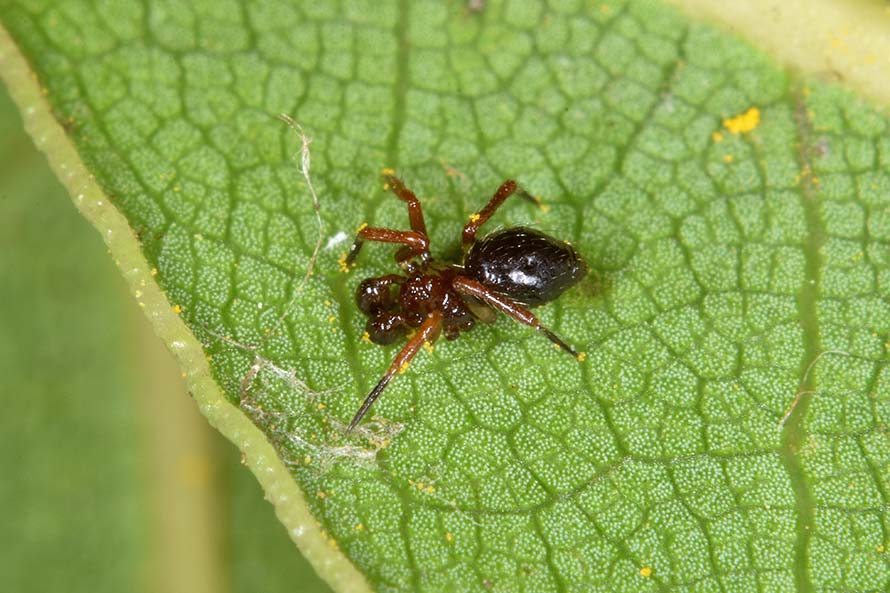 Euryopis episinoides, maschio   - Cascina (PI)