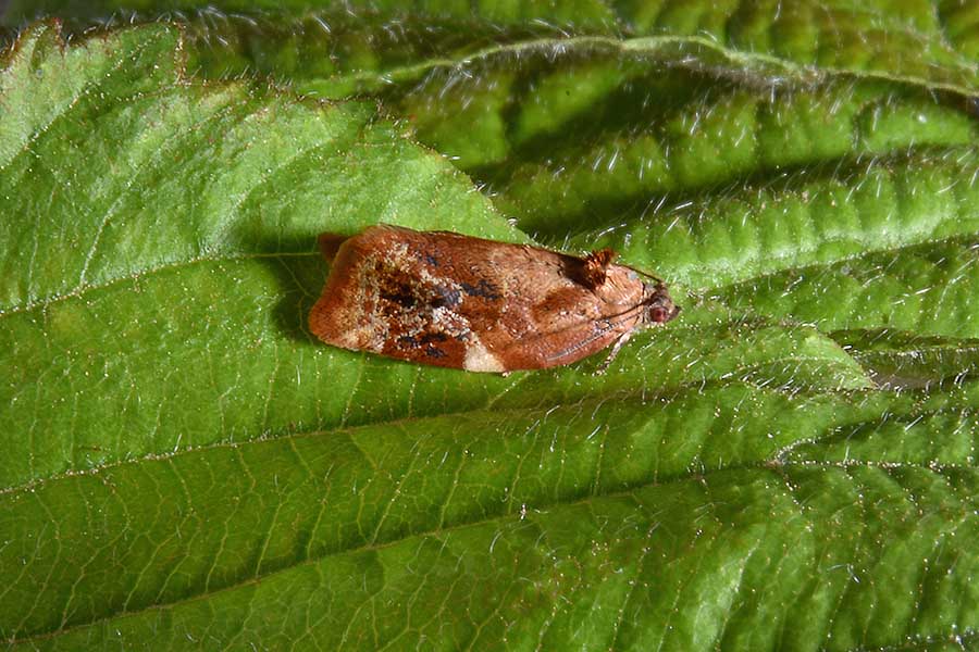 Identificazione bruco - Tortricidae - Ditula angustiorana