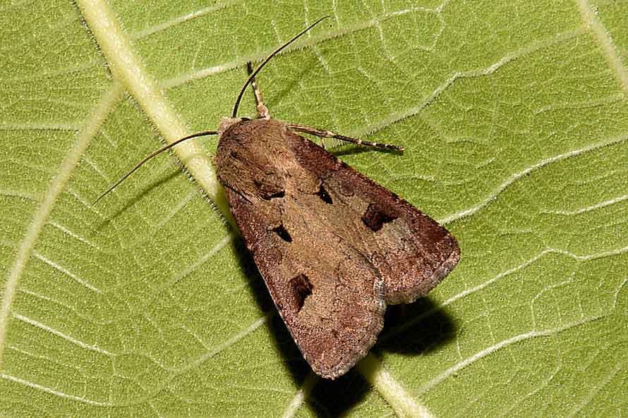 Agrotis exclamationis?