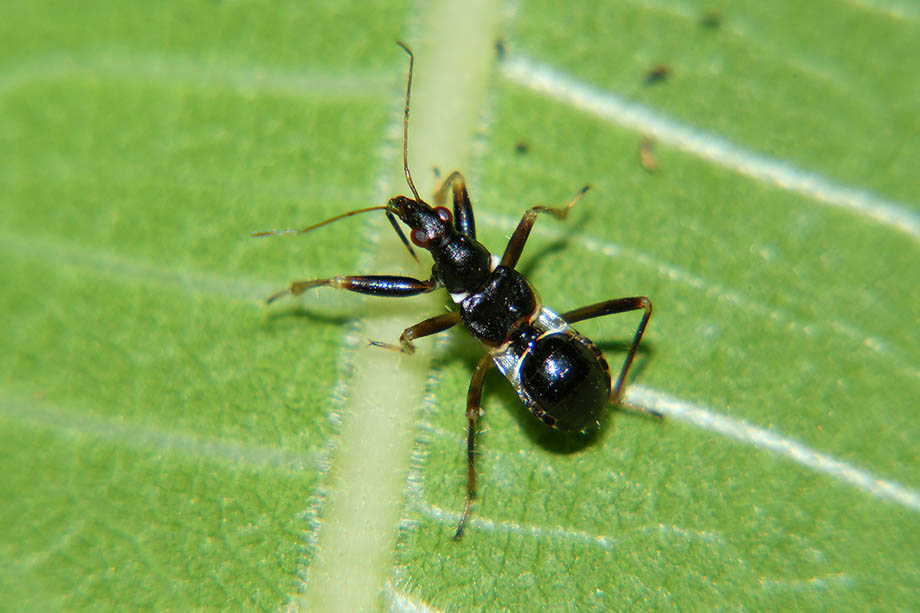 Identificazione ninfa - Nabidae: Himacerus mirmicoides