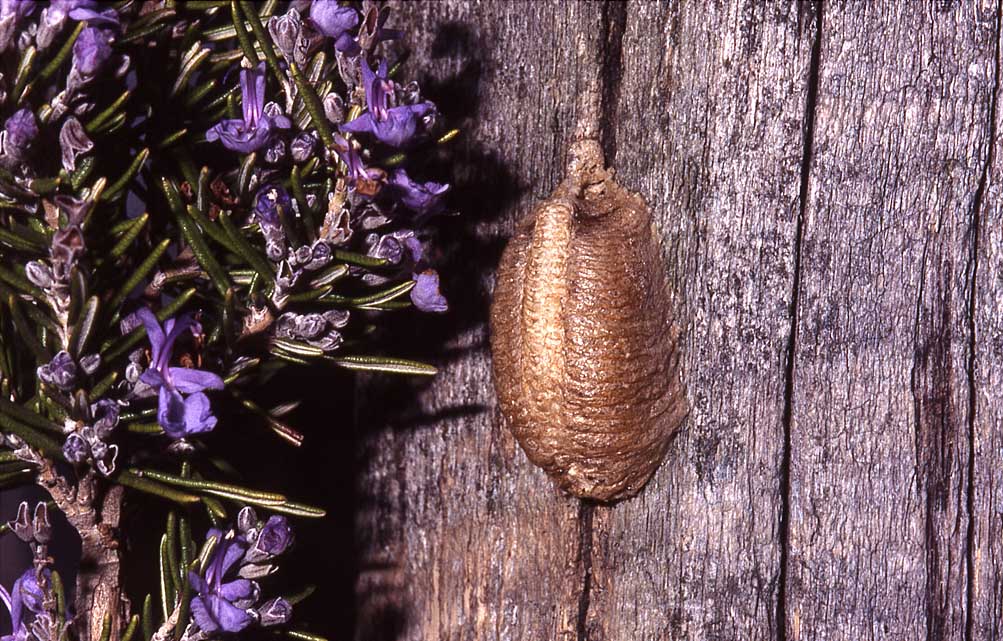 Chi pu averlo costruito?  Ooteca di Mantidae