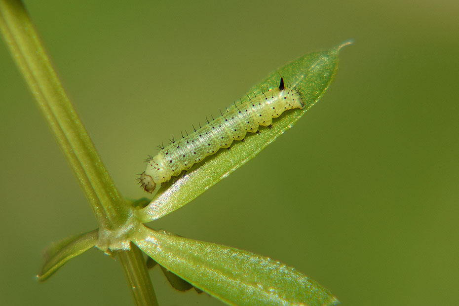 Uovo e bruco di Macroglossum stellatarum