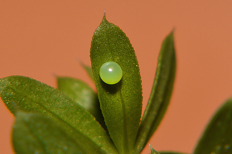 Uovo e bruco di Macroglossum stellatarum