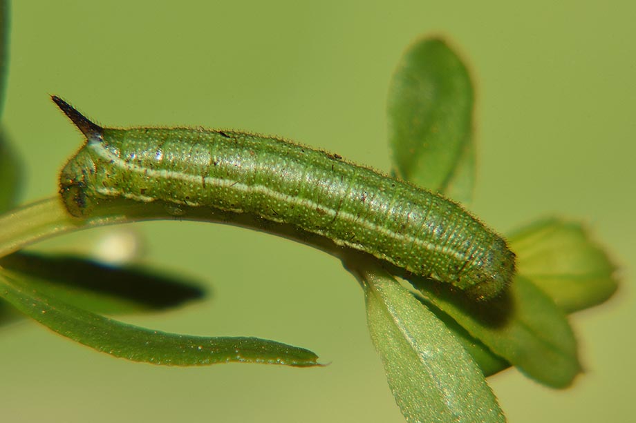 Uovo e bruco di Macroglossum stellatarum