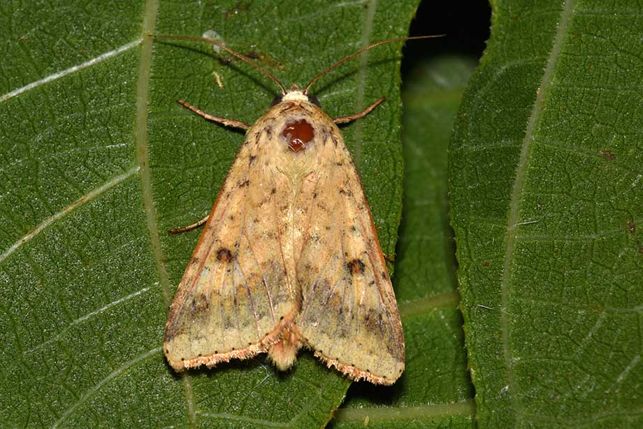 Noctuidae: Helicoverpa armigera