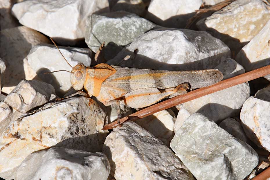 Oedipoda sp.