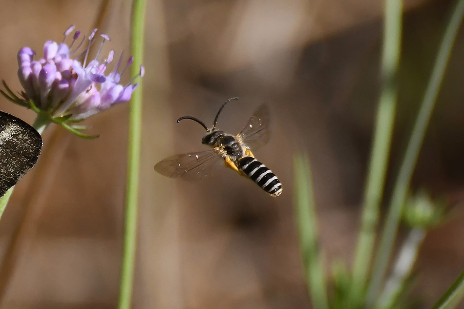 Halictus scabiosae?