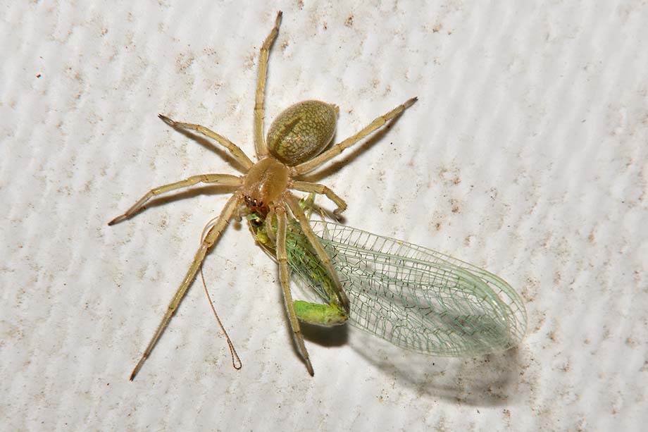 Cheiracanthium sp. che preda Chrysopidae - Cascina (PI)